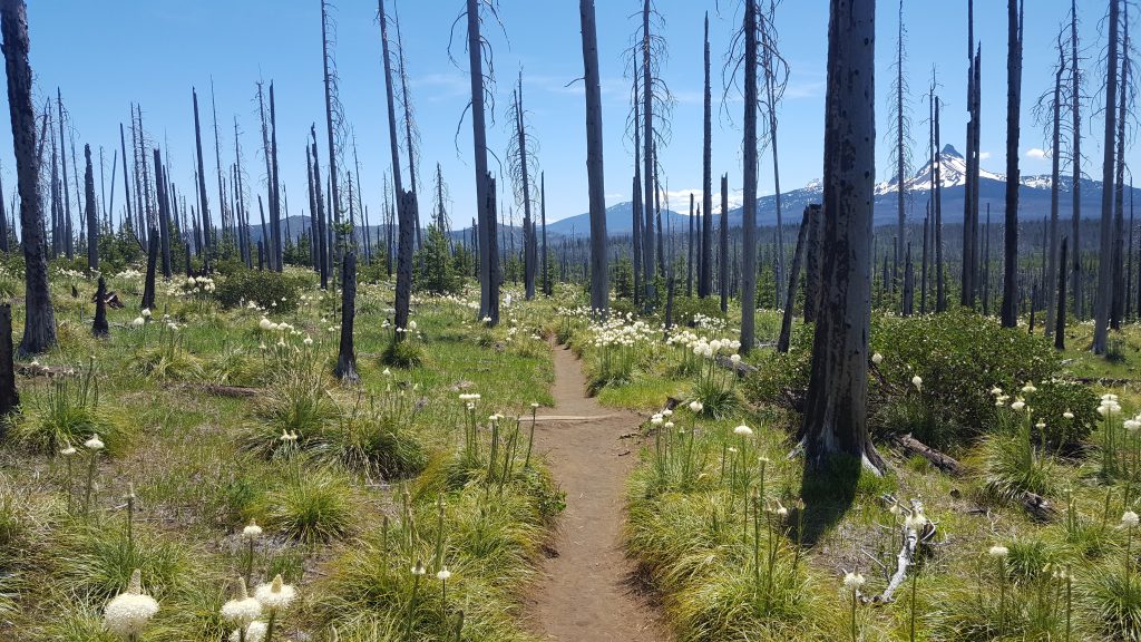 path through a burned out woods, but with plenty of flowers growing