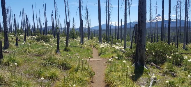 path through a burned out woods, but with plenty of flowers growing